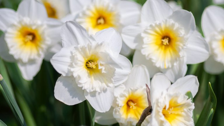 Garden of daffodils, the March birth flower