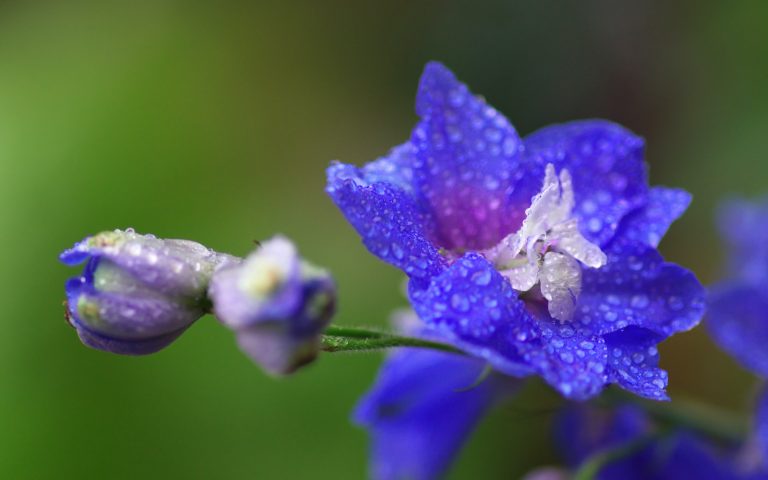 Close-up shot of blue delphinium flower
