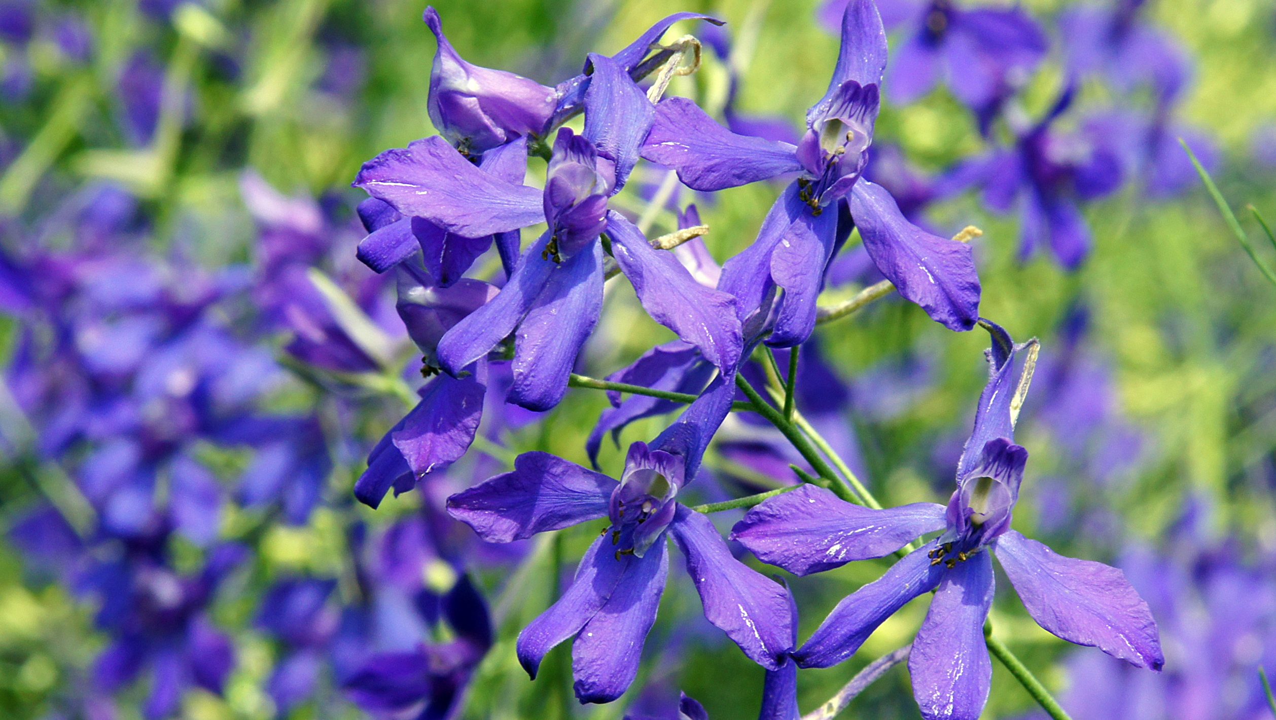 Forking larkspur blue flowers