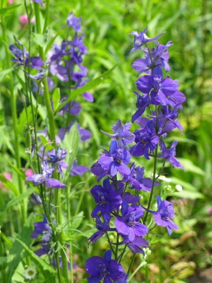 Purple larkspur flowers