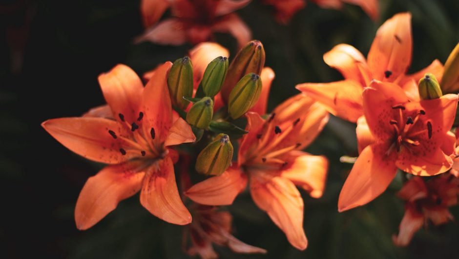 Orange types of lilies