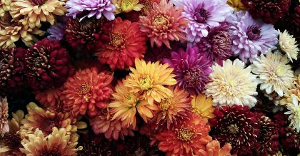 Different coloured chrysanthemum flowers