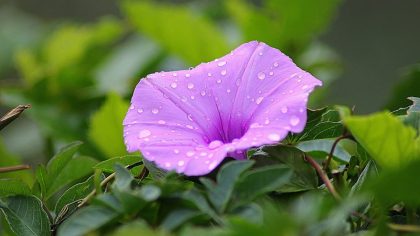Morning glory meaning
