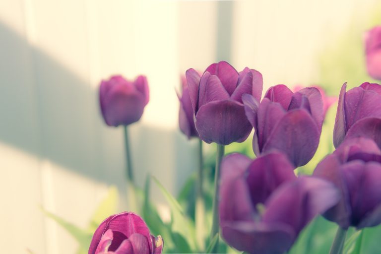 purple_tulips