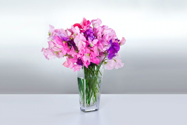 Vase of sweet peas, the April birth month flower