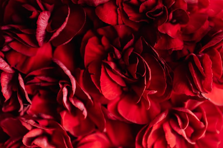 Dark red carnation flowers, the January birth flower