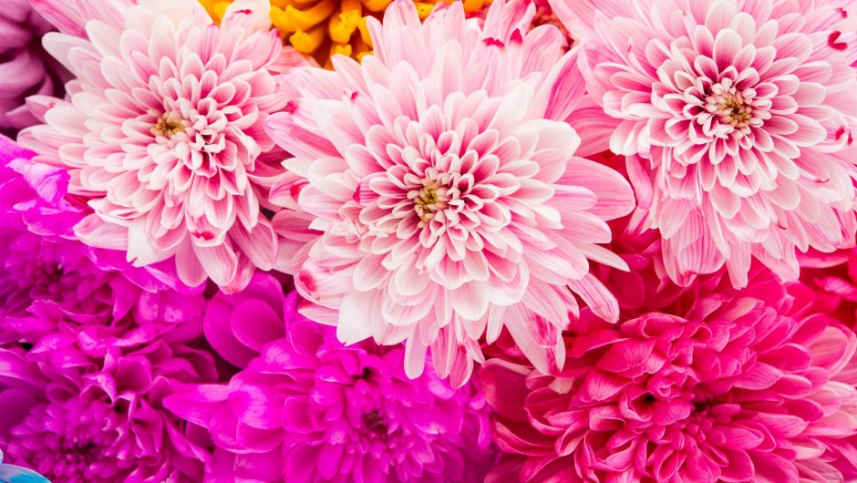 Sweet color chrysanthemums for the soft background.