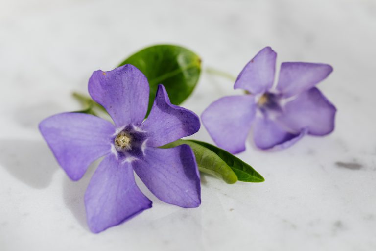 violet_flower