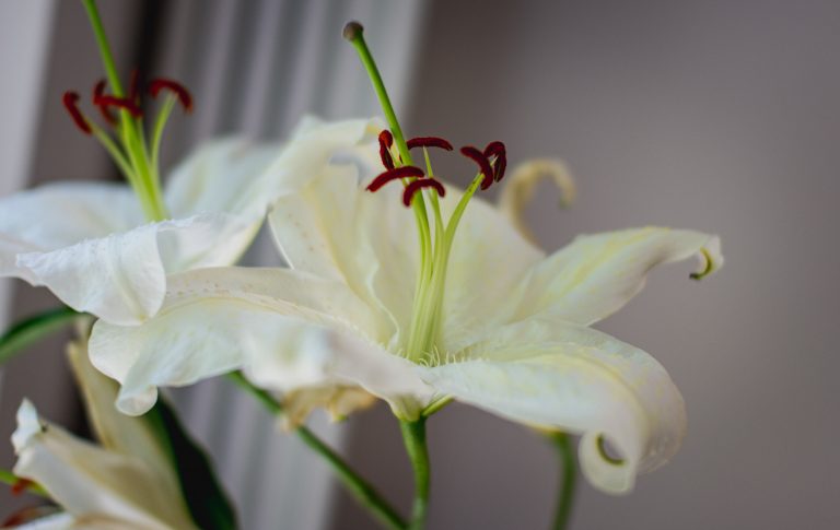 What Is The Meaning Behind Lilies? Lily Flower Meaning & Symbolism