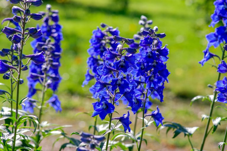 field of blue delphinium flowers