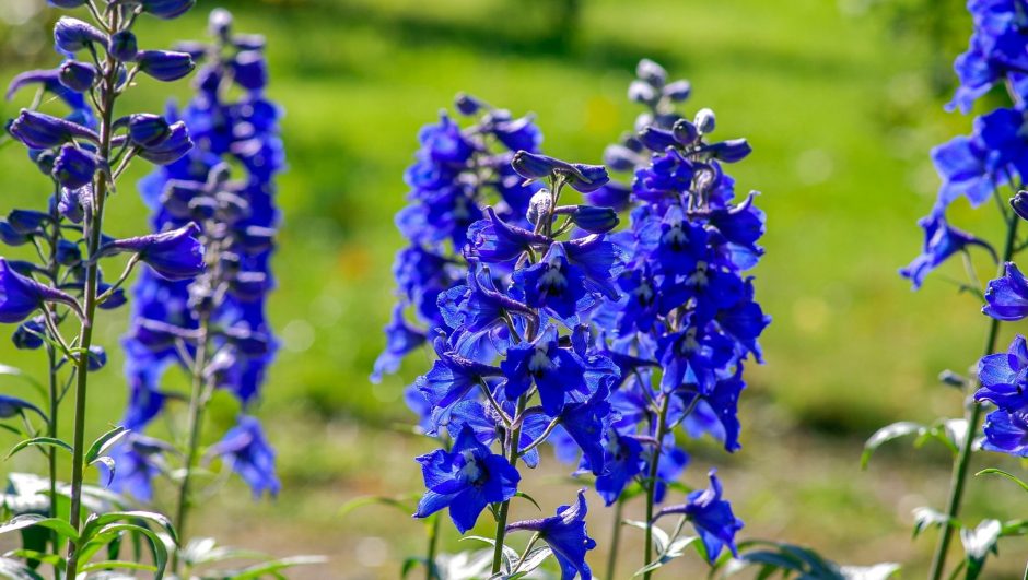 Field of blue delphinium flowers