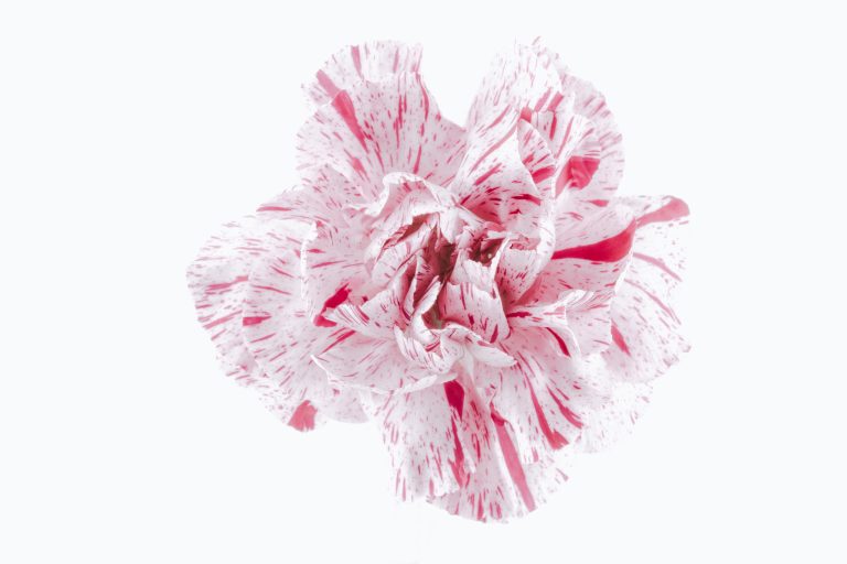 isolated Dianthus Pinkball Wizard