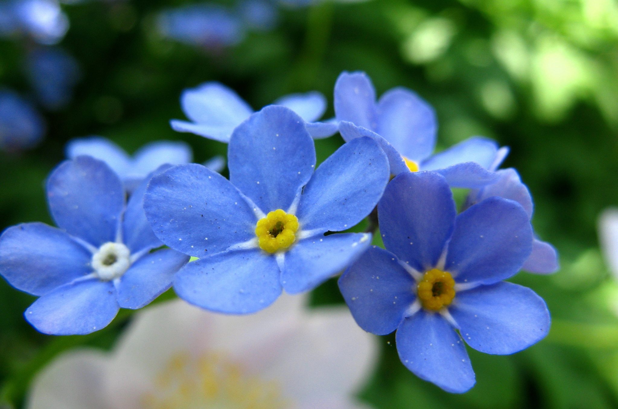 20 Types of Beautiful Blue Flowers With Names & Pictures
