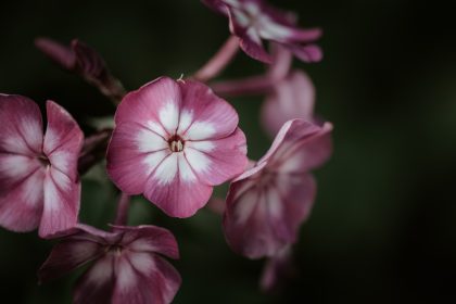 Phlox Drummondii blossoms