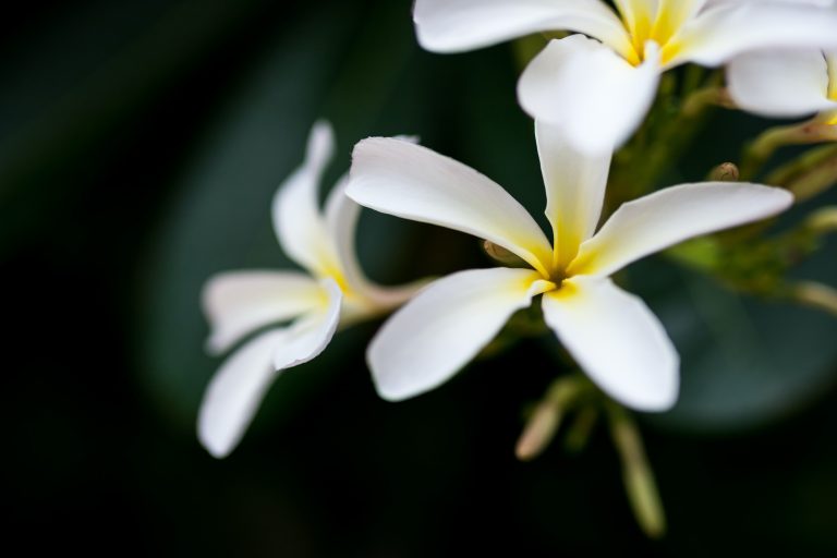 white plumeria flowers