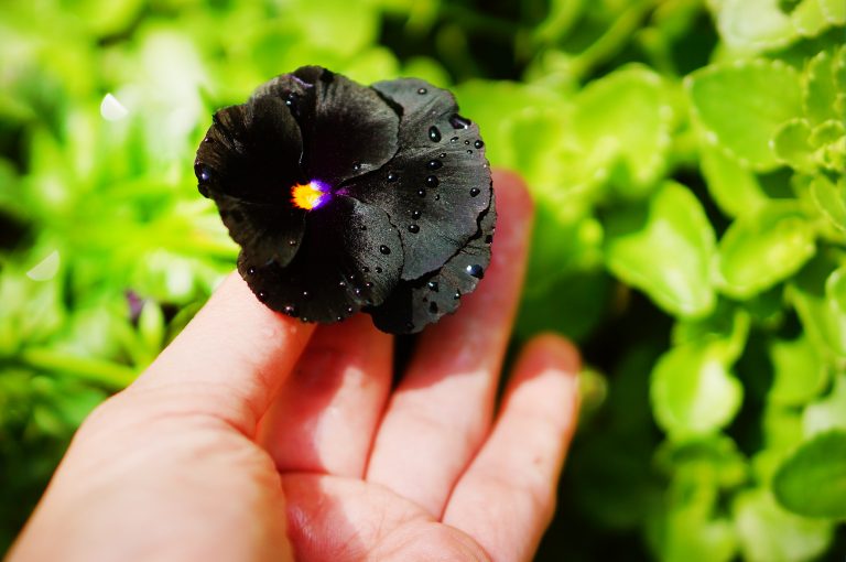 One black Violet in Summer Garden on Green Backround. Gardener's Hand touching Black Molly Violet after Rain