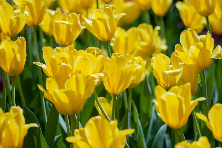 Field full of yellow tulips