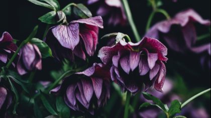 How to Grow Hellebores Flowers