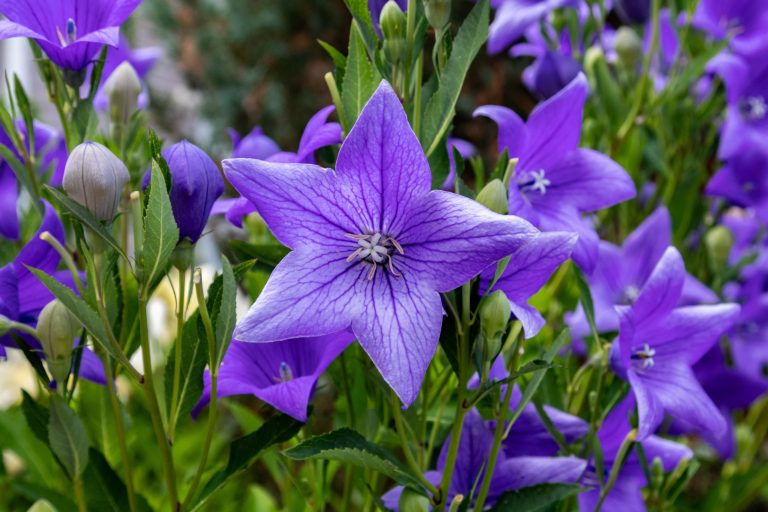 24 Types of Purple Flowers: How Many Do You Know?