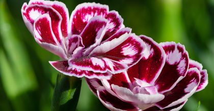 Grow Dianthus Flowers