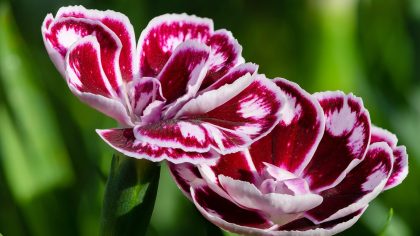 Grow Dianthus Flowers