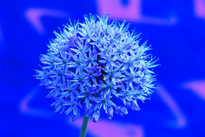 blue allium flowers