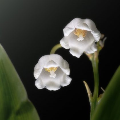 Lily of the valley blooms
