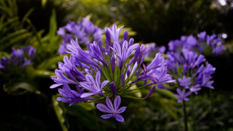 Purple agapanthus flowers