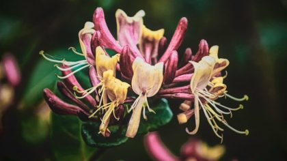 How to grow honeysuckle flowers