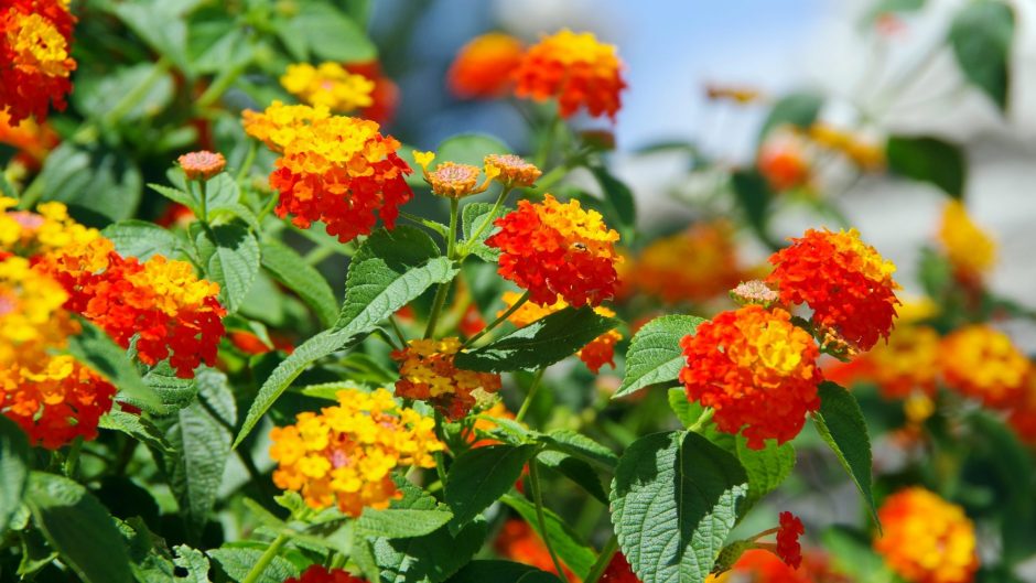Bright yellow and orange inflorescences of lantana flower against the blue sky.