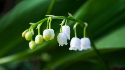 Growing lily of the valley