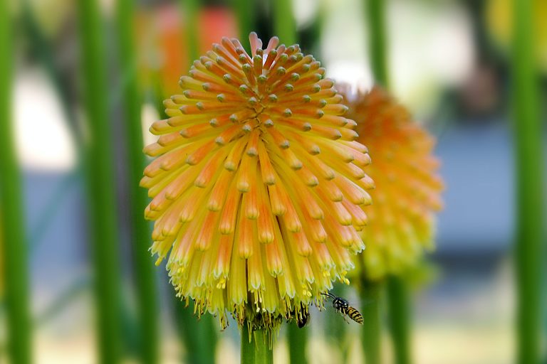 Yellow red hot poker plant
