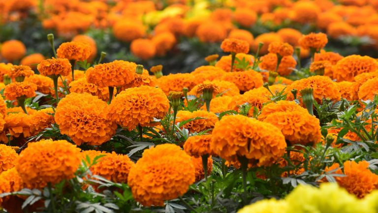 a field of marigold flowers