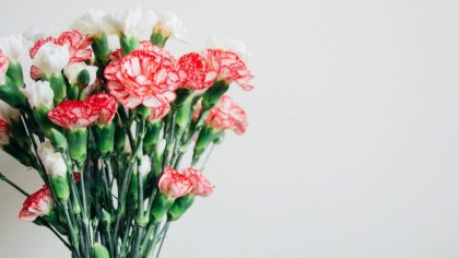 Carnations Meaning