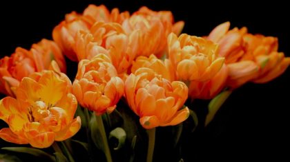 a bunch of orange flowers