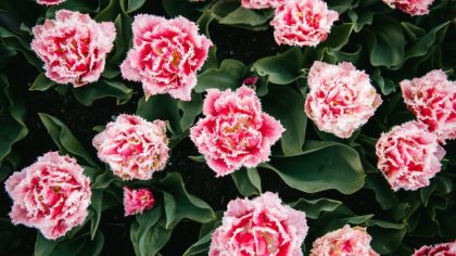 How to Grow Carnations
