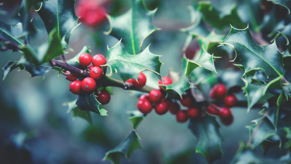 How to Grow Holly