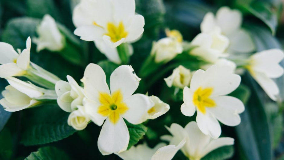 How to Grow Primrose Flowers