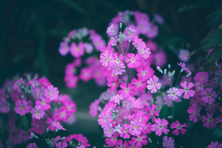 Japanese Primrose bright flowers