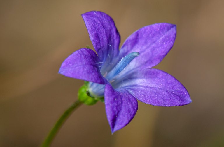 Purple bellflower