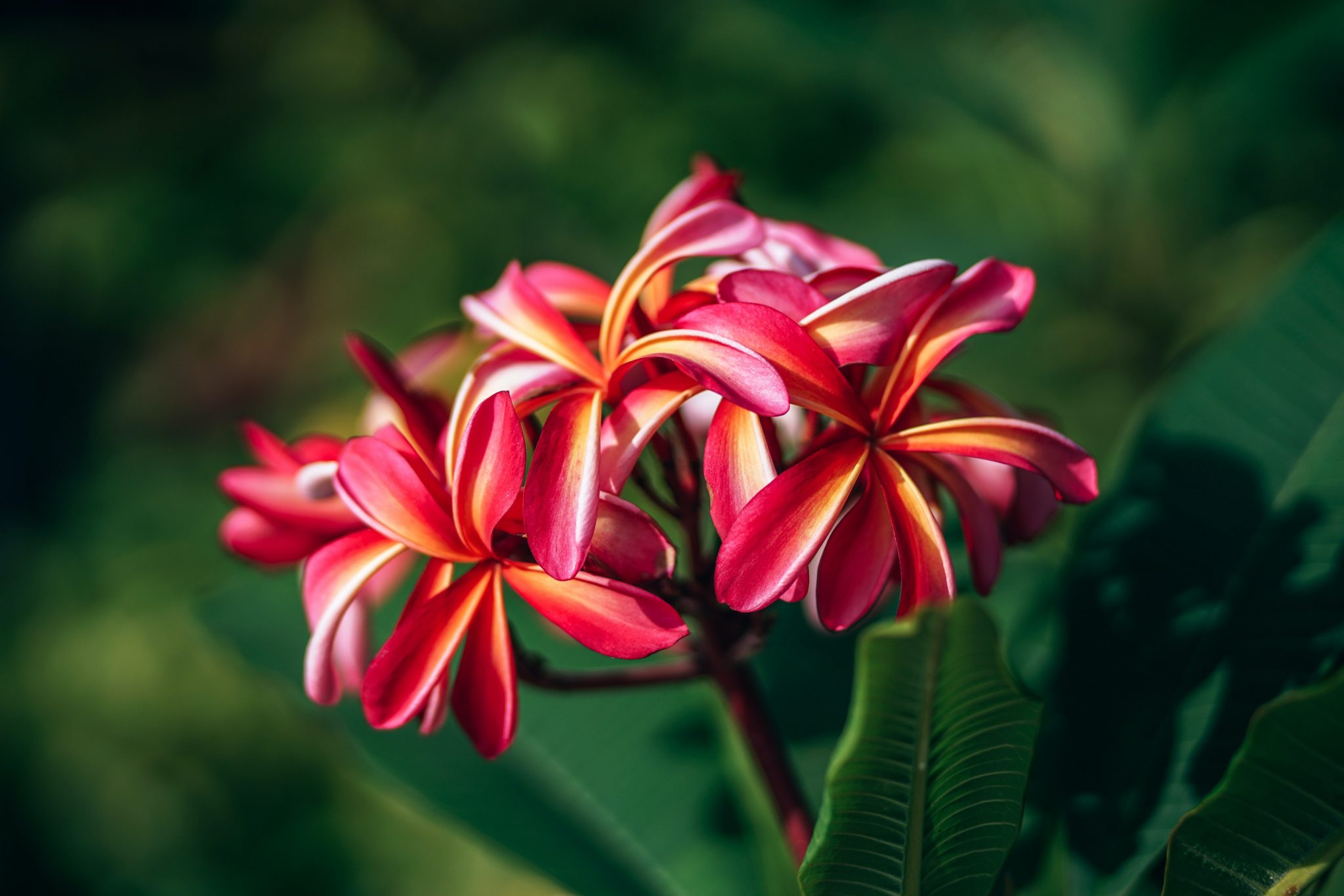 10 Best Types Of Plumeria To Grow Fabulous Frangipani Flowers