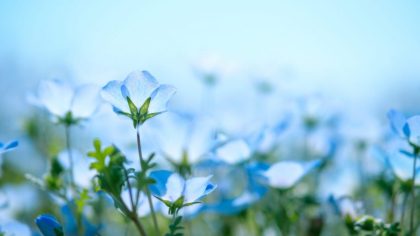 List of Blue Flowers