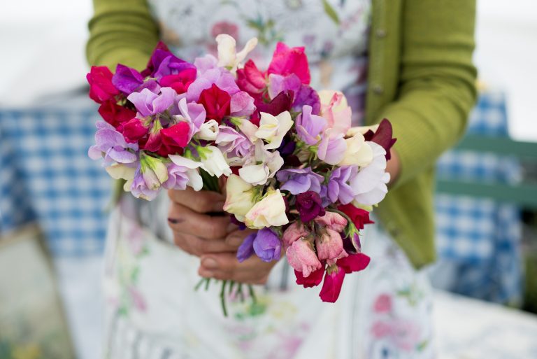 A woman holding a bunch of colourful sweet peas in outstretched hands