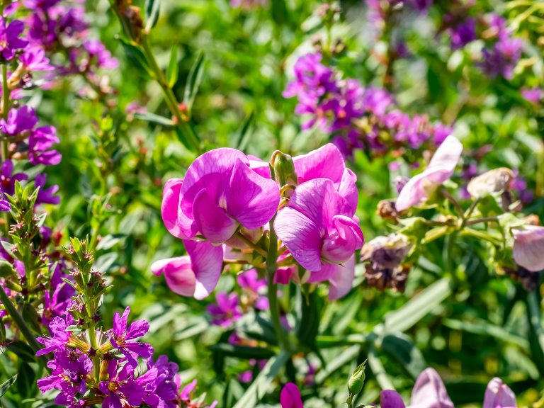 Wild large sweet pea flowers bloom along a river in central Kanagawa, Japan.