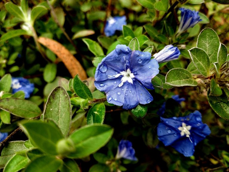 Blue morning glory flowers