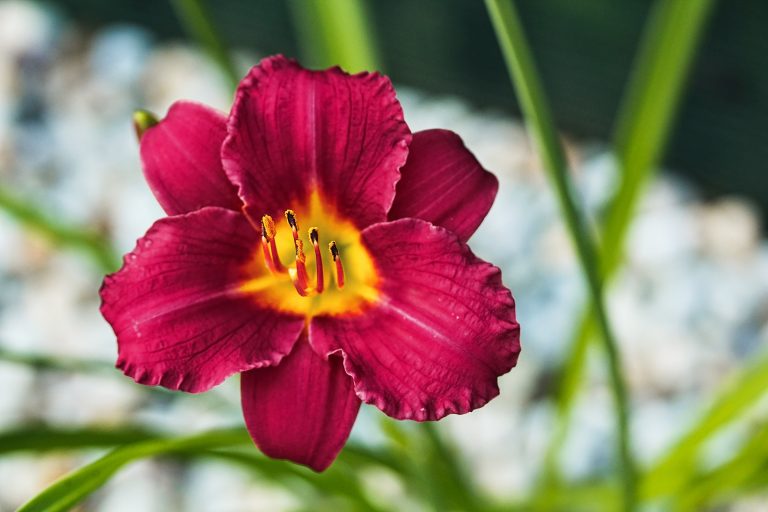 Macro photo of daylily -Hemerocallis "Pardon Me"