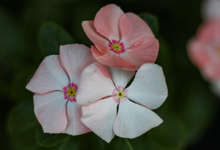 periwinkle blossoms in different colors