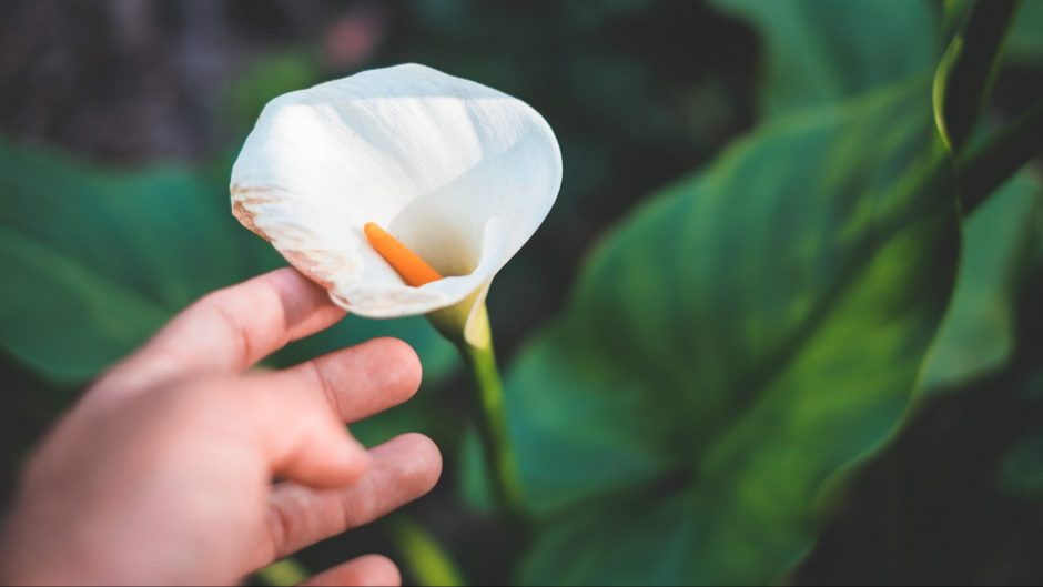 Grow & Care for Calla Lily