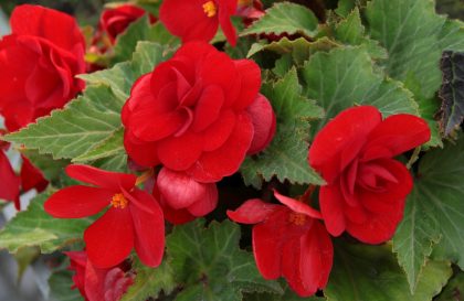 begonia flowers on a garden