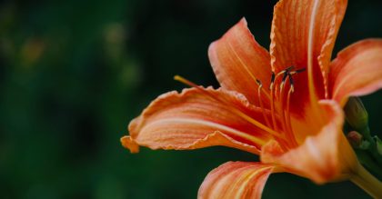 Orange daylily flower
